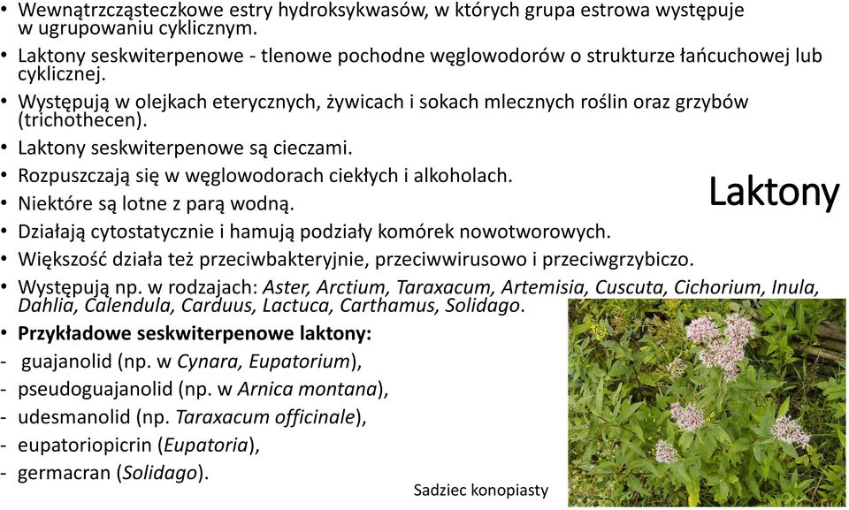 Niektóre są lotne z parą wodną. Działają cytostatycznie i hamują podziały komórek nowotworowych. Większość działa też przeciwbakteryjnie, przeciwwirusowo i przeciwgrzybiczo. Występują np.