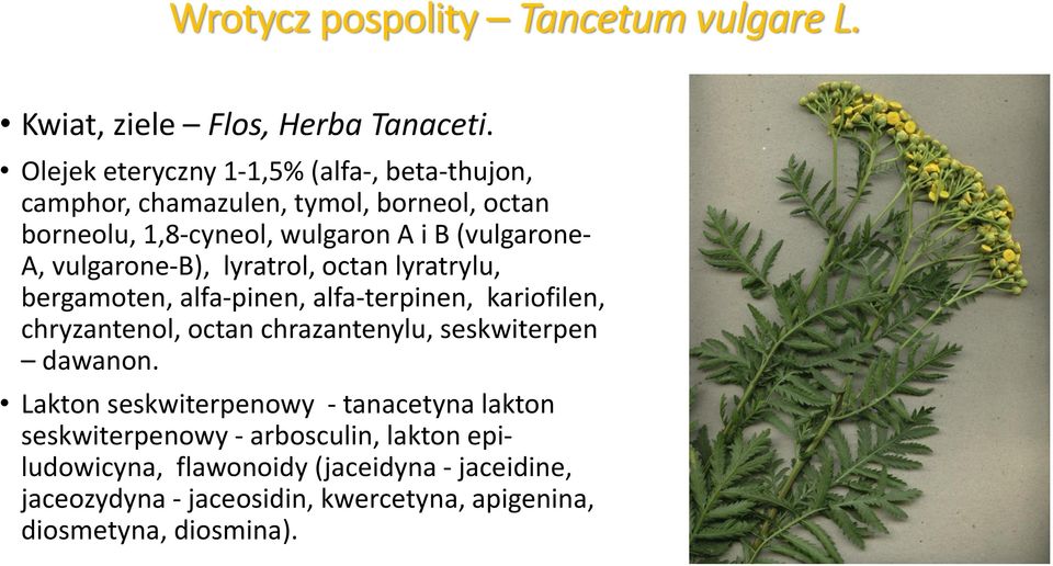 vulgarone-b), lyratrol, octan lyratrylu, bergamoten, alfa-pinen, alfa-terpinen, kariofilen, chryzantenol, octan chrazantenylu, seskwiterpen