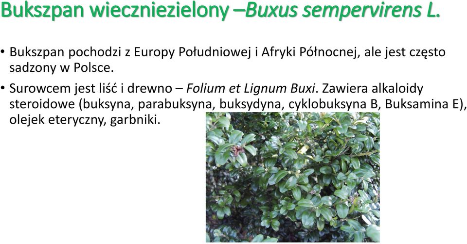 sadzony w Polsce. Surowcem jest liść i drewno Folium et Lignum Buxi.