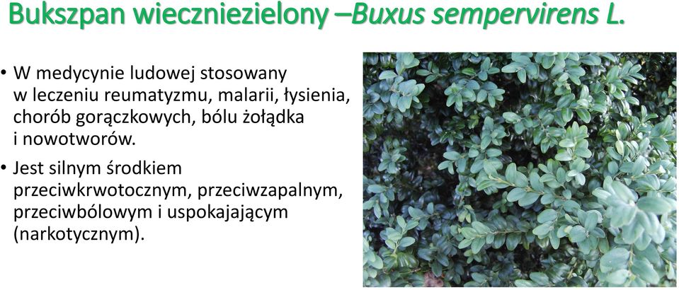 łysienia, chorób gorączkowych, bólu żołądka i nowotworów.