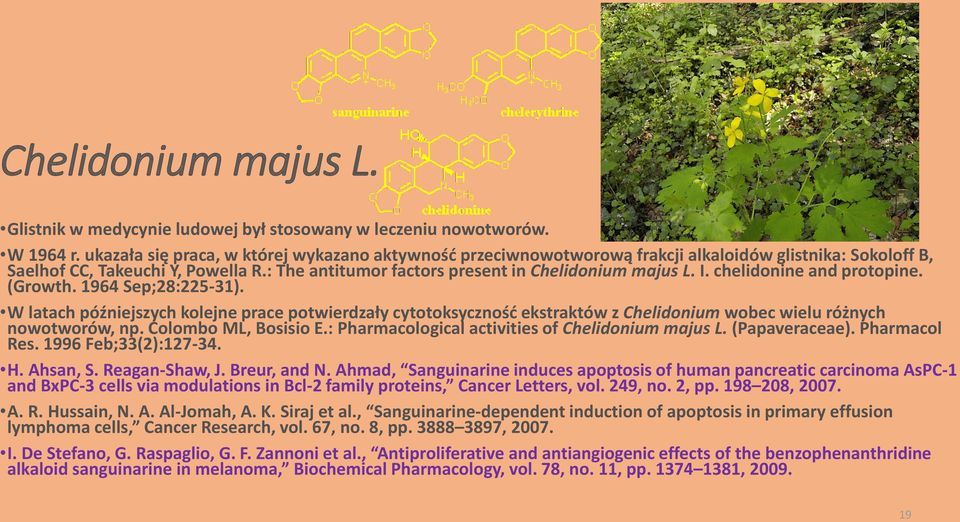 chelidonine and protopine. (Growth. 1964 Sep;28:225-31). W latach późniejszych kolejne prace potwierdzały cytotoksyczność ekstraktów z Chelidonium wobec wielu różnych nowotworów, np.