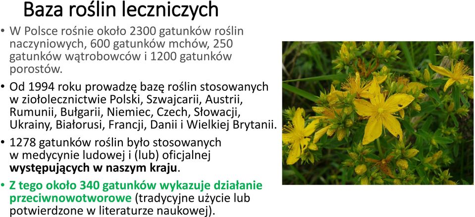 Od 1994 roku prowadzę bazę roślin stosowanych w ziołolecznictwie Polski, Szwajcarii, Austrii, Rumunii, Bułgarii, Niemiec, Czech, Słowacji,