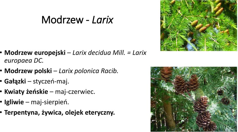 Modrzew polski Larix polonica Racib.