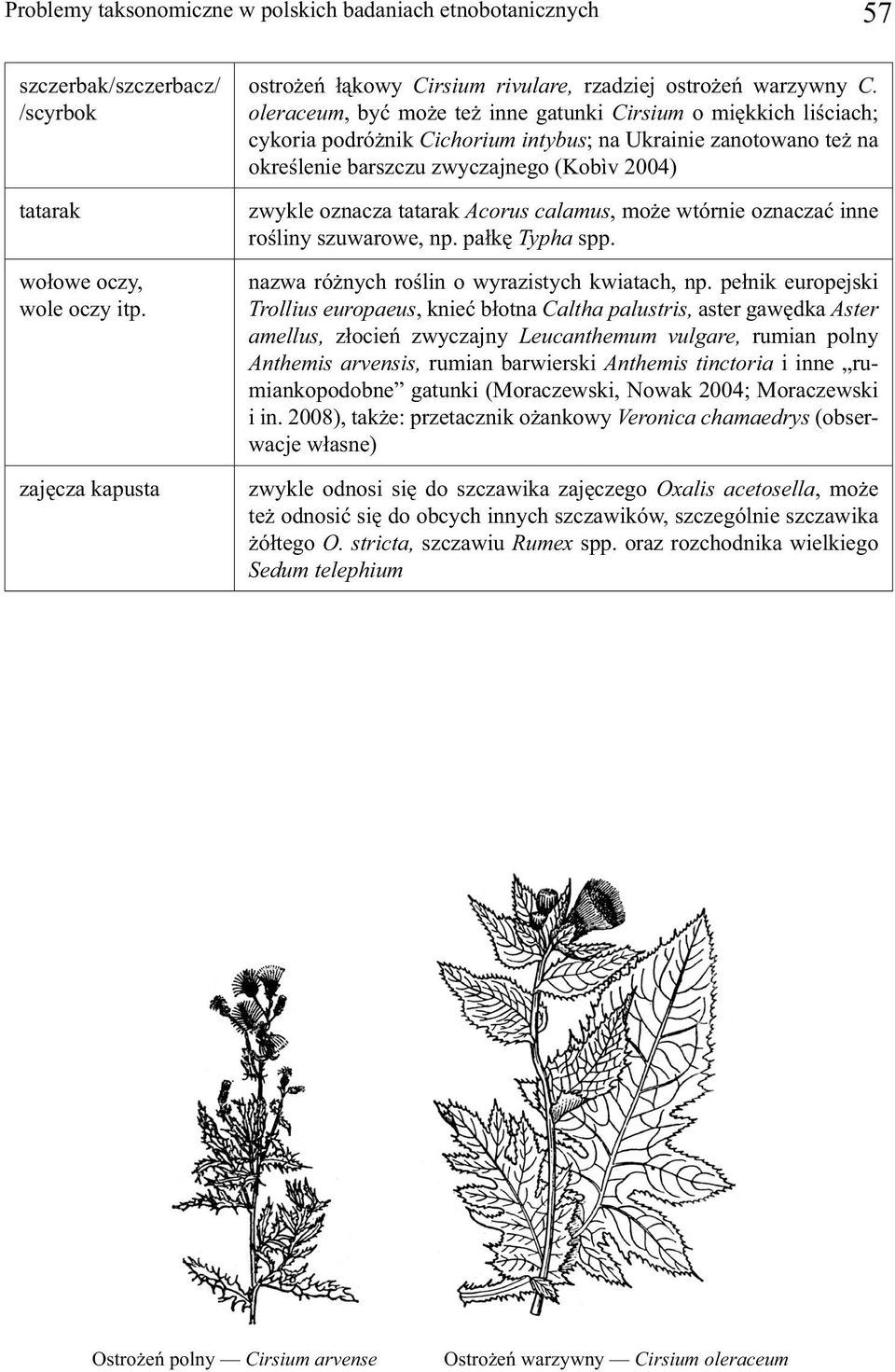 oleraceum, być może też inne gatunki Cirsium o miękkich liściach; cykoria podróżnik Cichorium intybus; na Ukrainie zanotowano też na określenie barszczu zwyczajnego (Kobìv 2004) zwykle oznacza