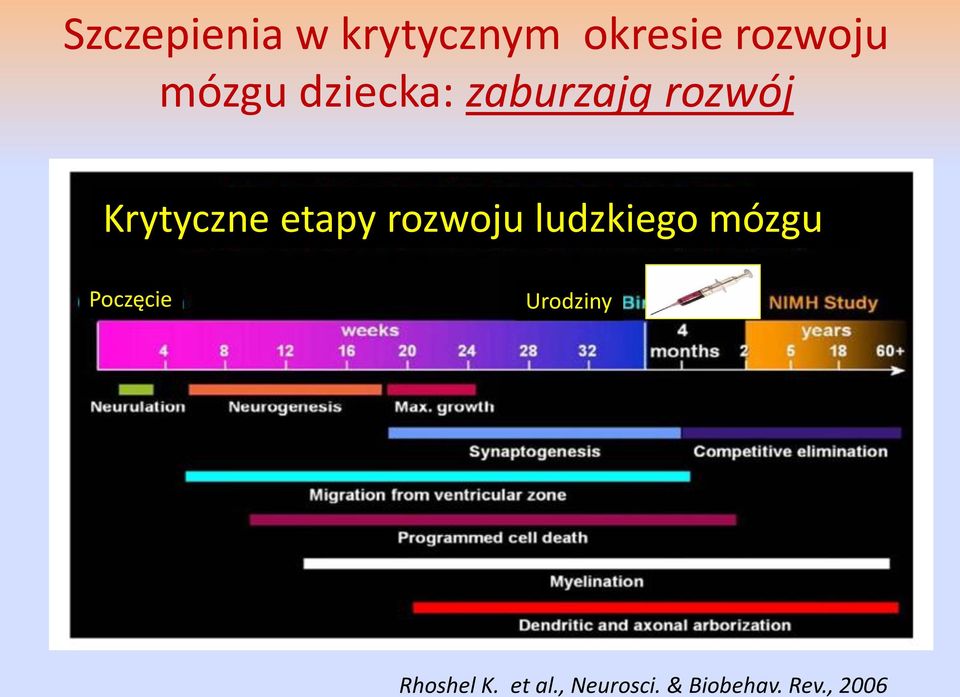 etapy rozwoju ludzkiego mózgu Poczęcie