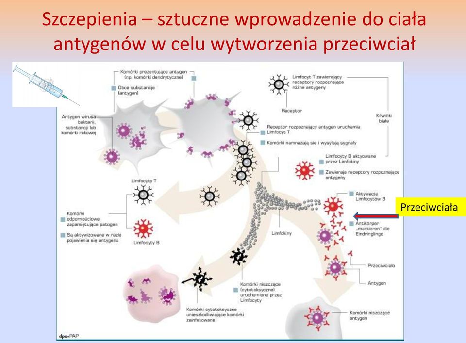 antygenów w celu