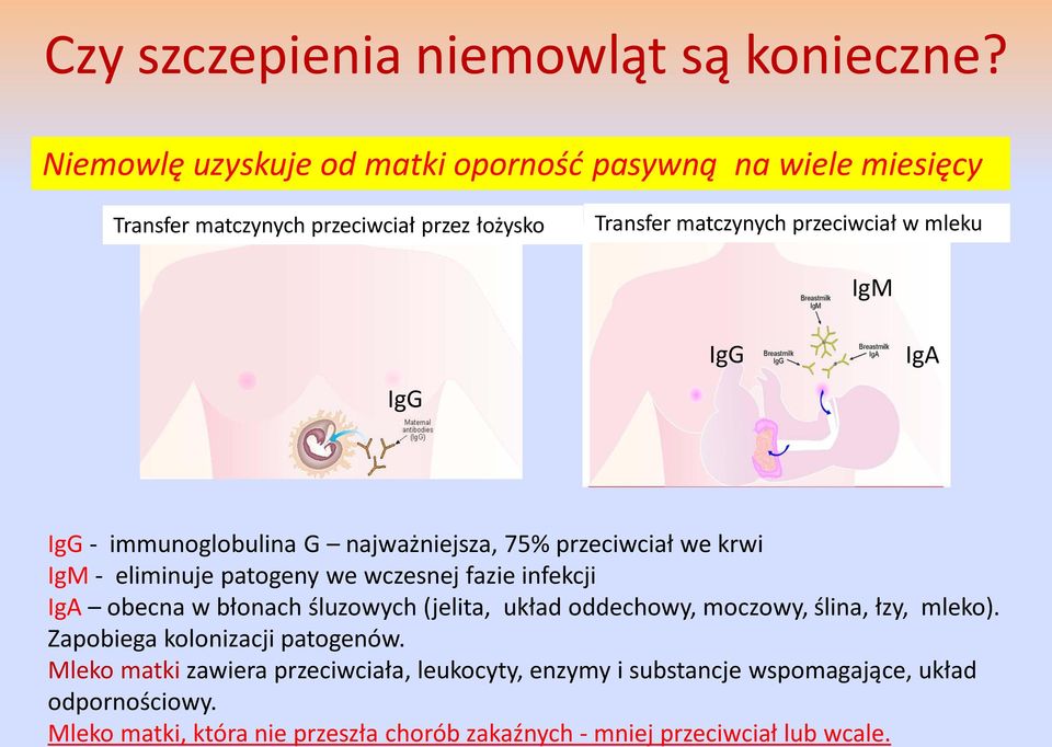 IgG IgG IgA IgG - immunoglobulina G najważniejsza, 75% przeciwciał we krwi IgM - eliminuje patogeny we wczesnej fazie infekcji IgA obecna w błonach