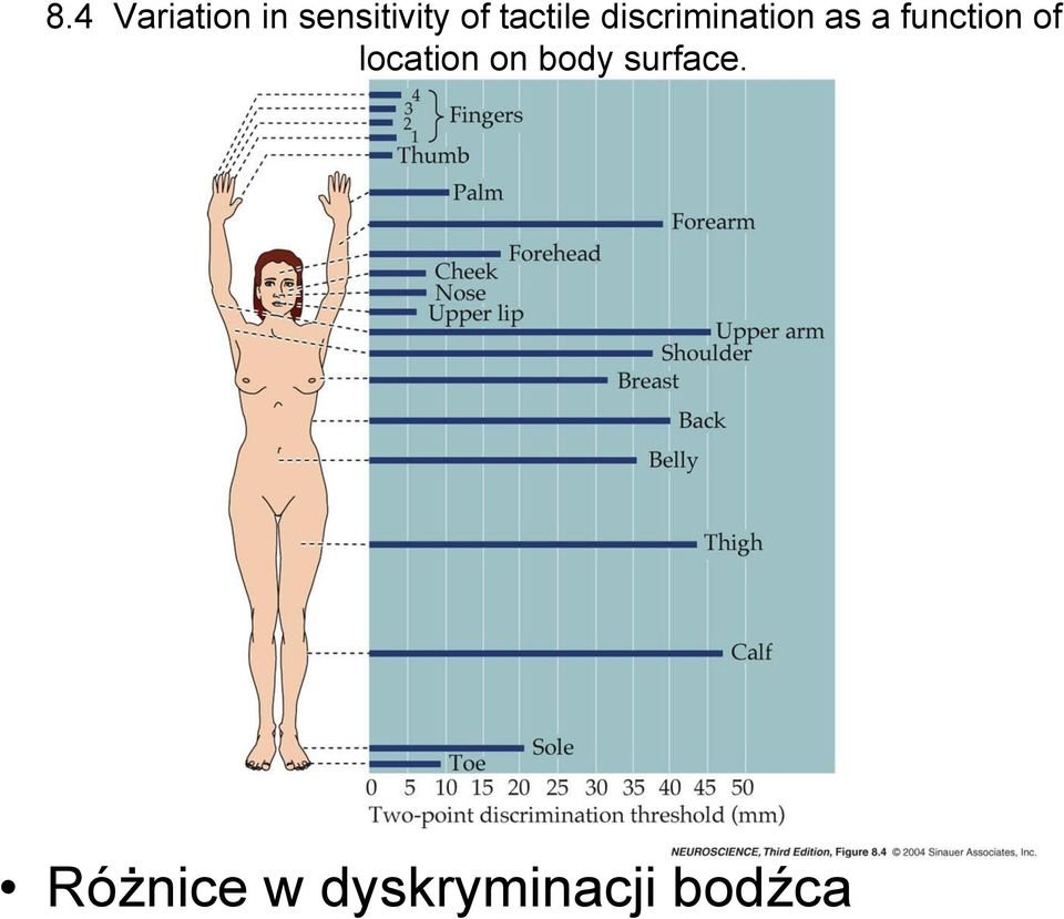 function of location on body
