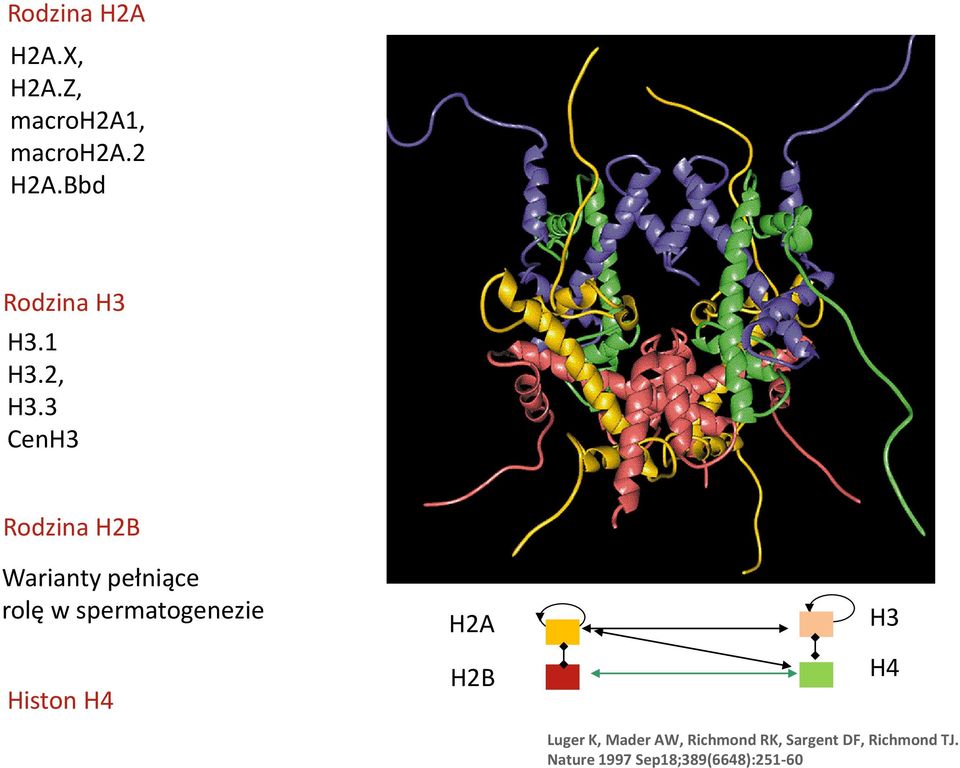 3 CenH3 Rodzina H2B Warianty pełniące rolę w spermatogenezie