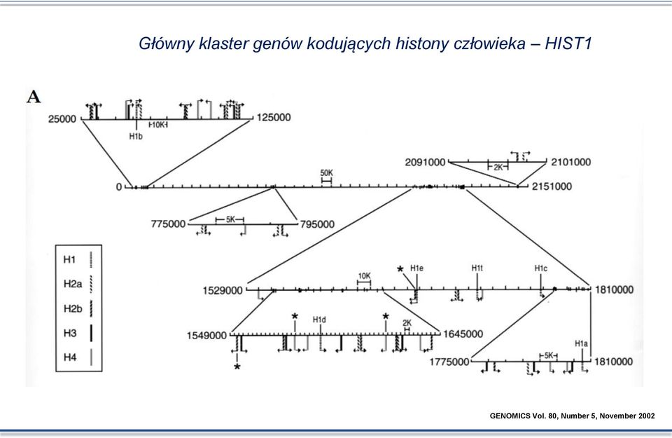 człowieka HIST1 GENOMICS