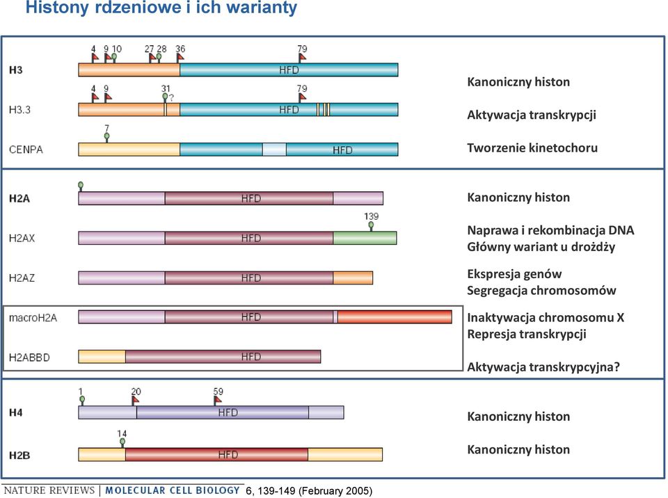 Ekspresja genów Segregacja chromosomów Inaktywacja chromosomu X Represja