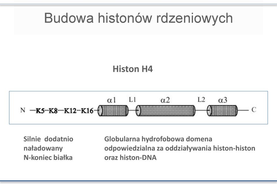 Globularna hydrofobowa domena