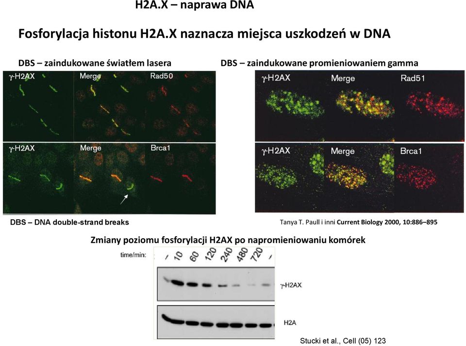 zaindukowane promieniowaniem gamma DBS DNA double-strand breaks Tanya T.