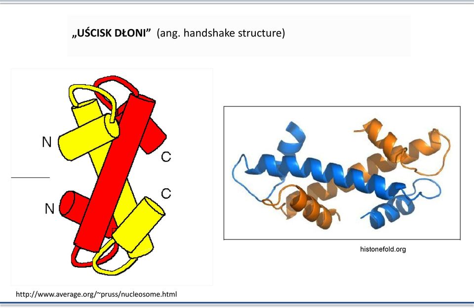 histonefold.