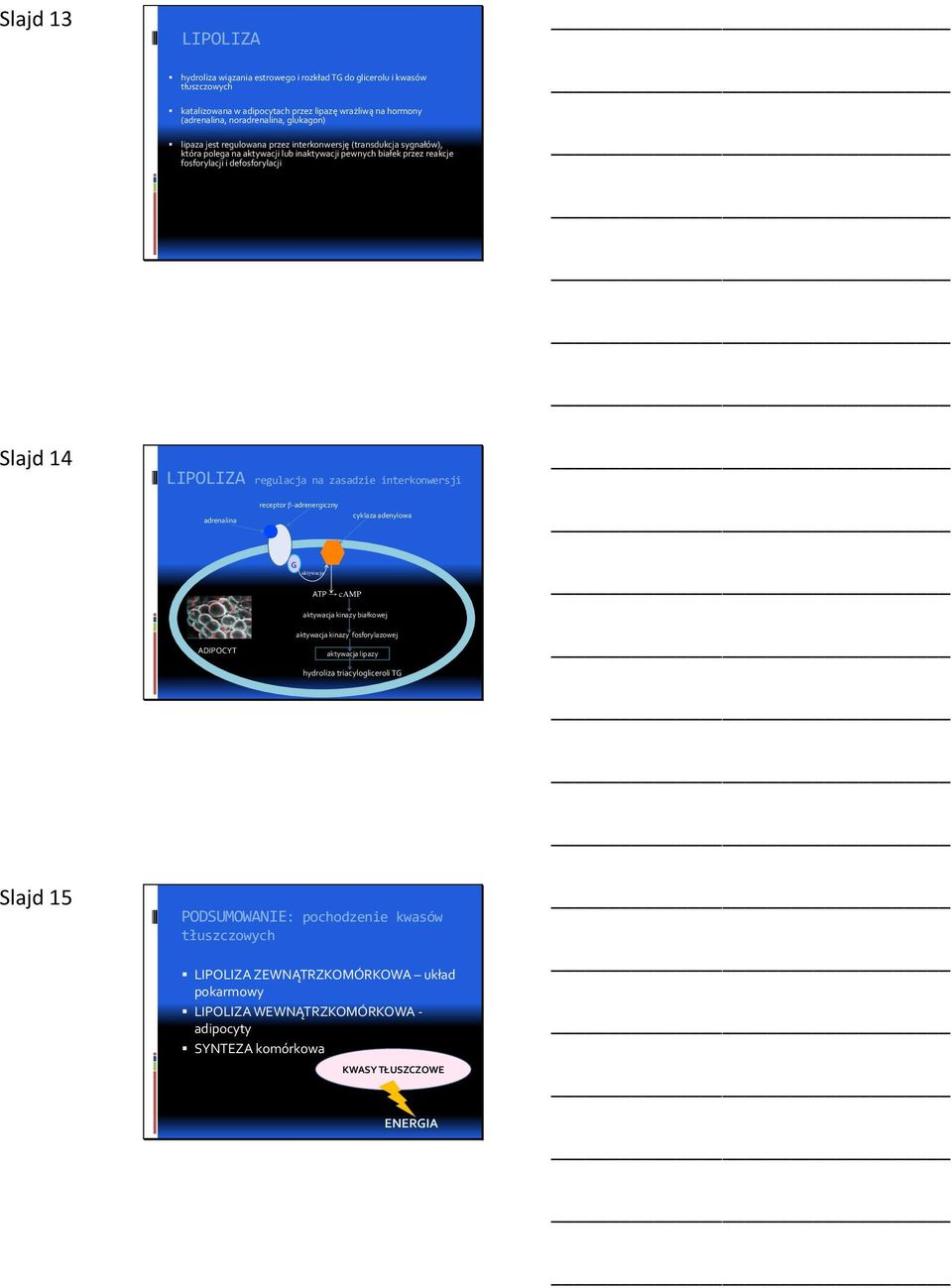 na zasadzie interkonwersji adrenalina receptor -adrenergiczny cyklaza adenylowa G aktywacja ATP camp ADIPOCYT aktywacja kinazy białkowej aktywacja kinazy fosforylazowej aktywacja lipazy hydroliza