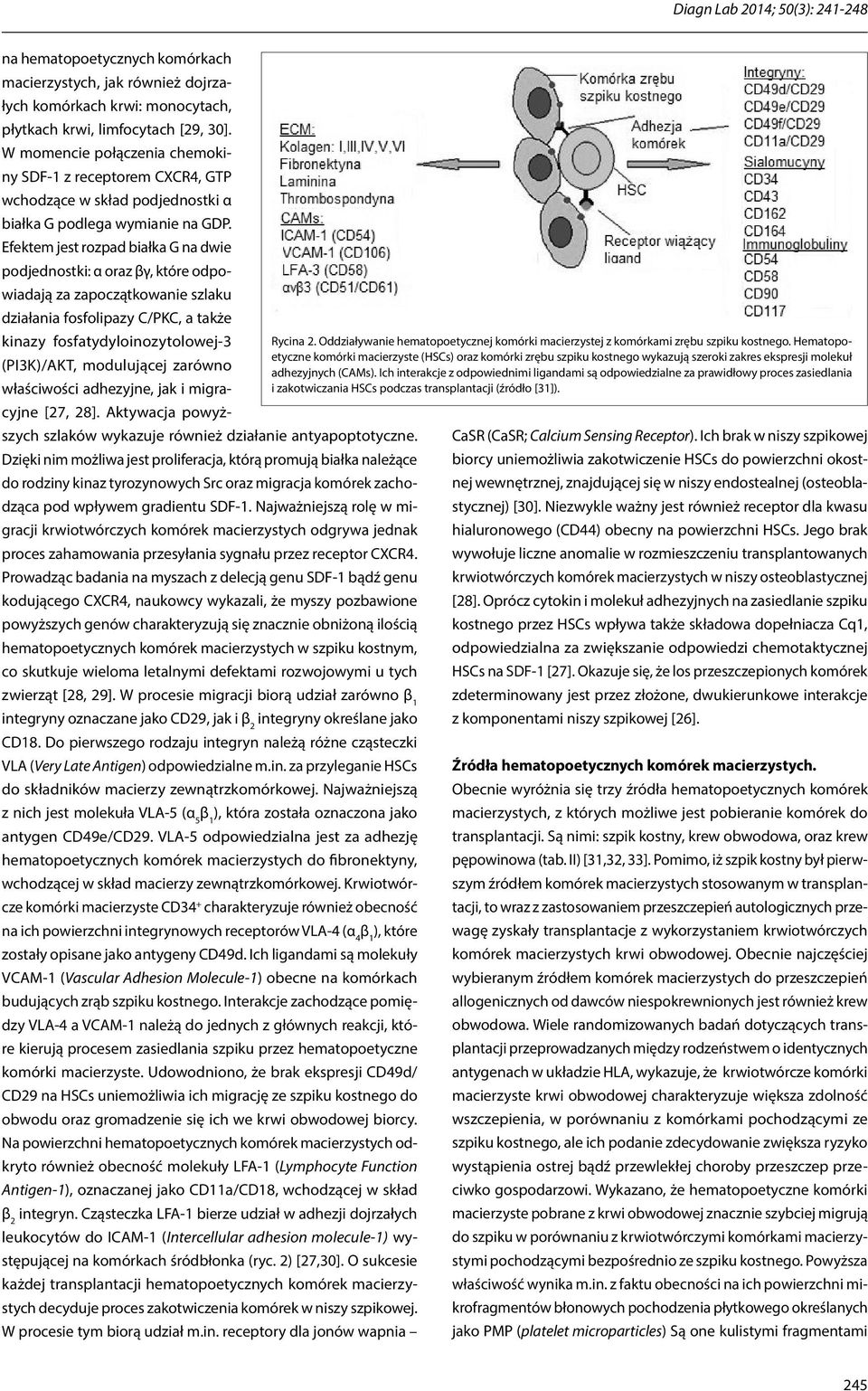 Efektem jest rozpad białka G na dwie podjednostki: α oraz βγ, które odpowiadają za zapoczątkowanie szlaku działania fosfolipazy C/PKC, a także kinazy fosfatydyloinozytolowej-3 Rycina 2.