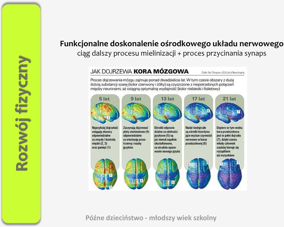 nerwowego ciąg dalszy procesu