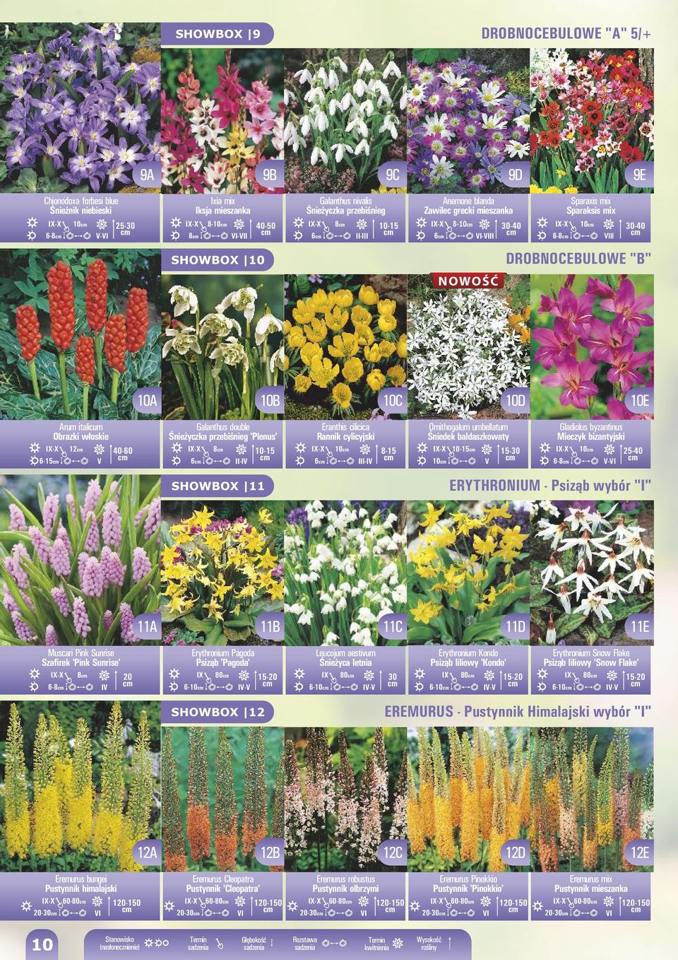 -60 Galanthus double Śnieżyczka przebiśnieg 'Plenus' 8 10-15 6 II-I Eranthis cilicica Rannik cylicyjski 10 6 III-I 8-15 Ornithogalum umbellatum Śniedek baldaszkowaty 10-15 15-30 10 Gladiolus