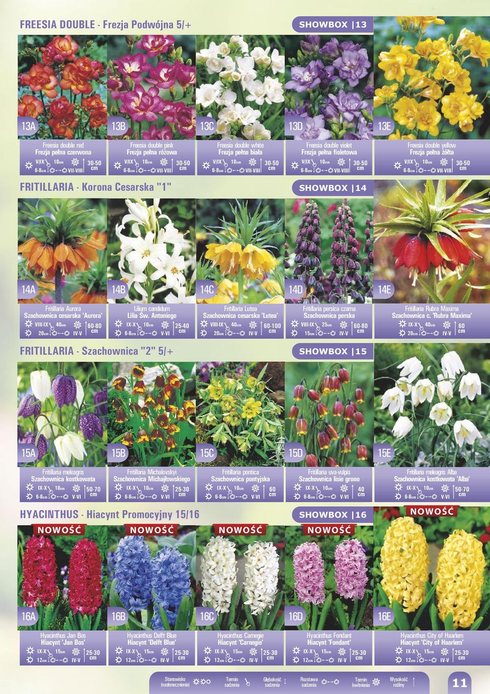 FRITILLARIA - Korona Cesarska "1" SHOWBOX 14 14A 14B 14C 14D 14E Fritillaria Aurora Szachownica cesarska 'Aurora' III-IX 60-80 20 Lilium candidum Św.