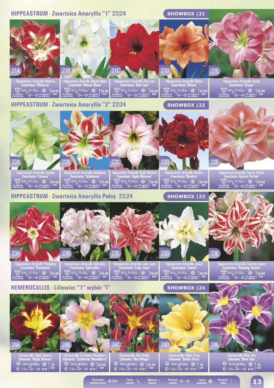 Amaryllis "2" 22/24 X-I 11-12 -60 4-8 tygodni po sadzeniu Hippeastrum Amaryllis Rilona Zwartnica 'Rilona' do w doniczkach X-I 11-12 -60 4-8 tygodni po sadzeniu SHOWBOX 22 Hippeastrum Amaryllis Susan