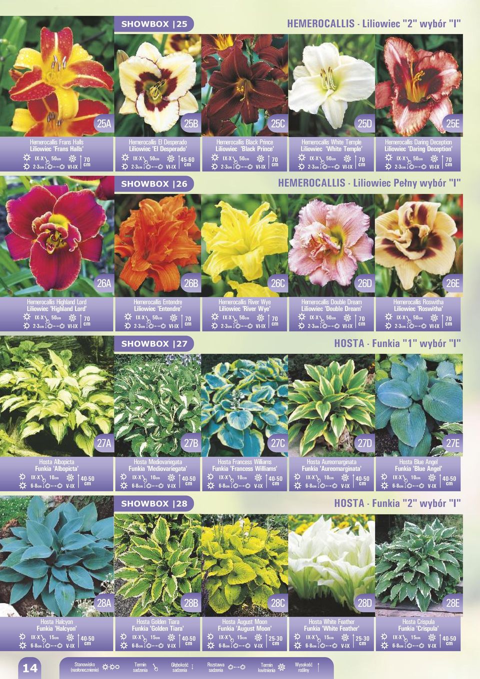 I-IX 70 HEMEROCALLIS - Liliowiec Pełny wybór "I" 26A 26B 26C 26D 26E Hemerocallis Highland Lord Liliowiec 'Highland Lord' 70 2-3 I-IX Hemerocallis Entendre Liliowiec 'Entendre' 70 2-3 I-IX