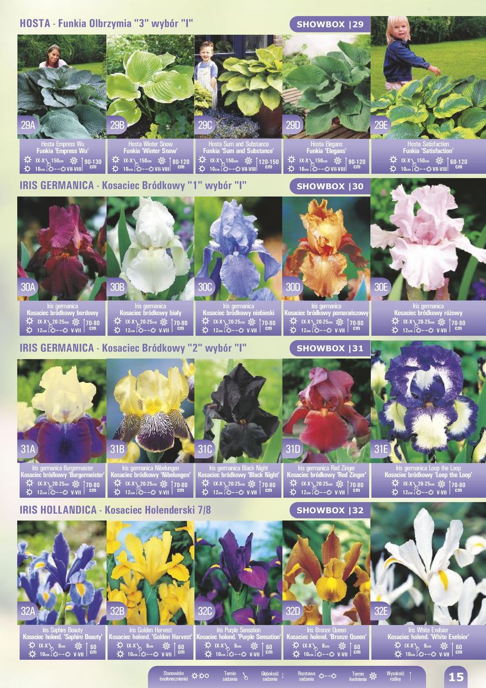 'Satisfaction 10 1 II-III 60-120 30A 30B 30C 30D 30E Iris germanica Kosaciec bródkowy bordowy 20-25 70-80 12 -II Iris germanica Kosaciec bródkowy biały 20-25 70-80 12 -II Iris germanica Kosaciec