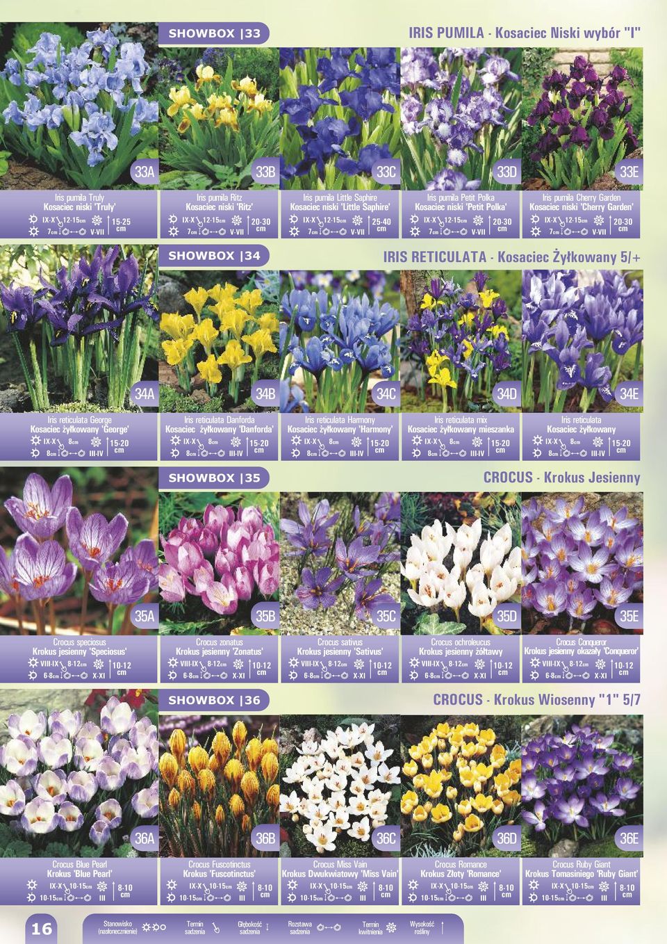 -II 20-30 SHOWBOX 34 IRIS RETICULATA - Kosaciec Żyłkowany 5/+ 34A 34B 34C 34D 34E Iris reticulata George Kosaciec żyłkowany 'George' 8 15-20 8 III-I Iris reticulata Danforda Kosaciec żyłkowany