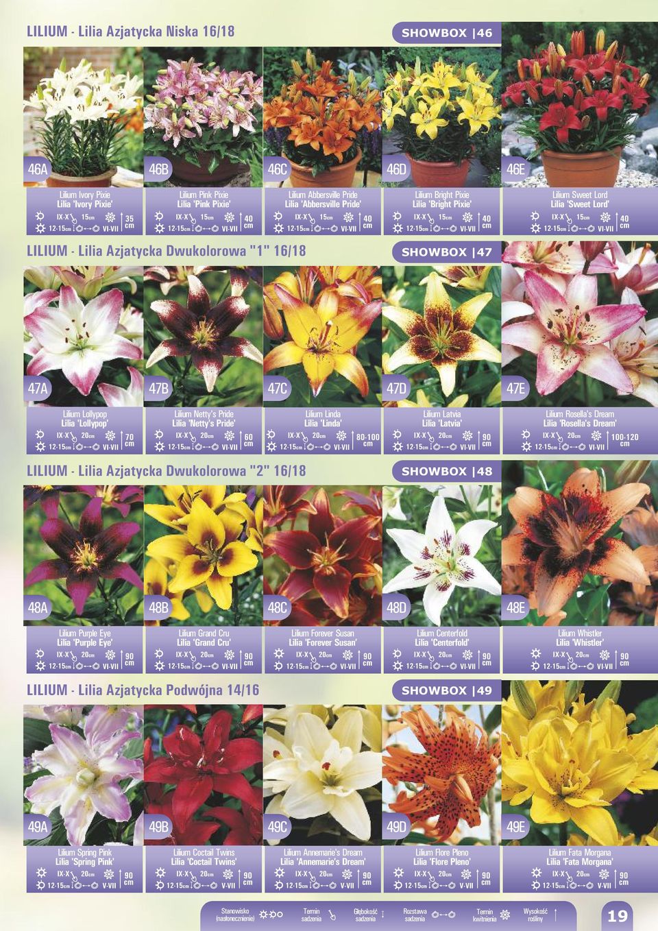 Lollypop 'Lollypop' 20 12-15 I-II 70 Lilium Netty's Pride 'Netty's Pride' 20 12-15 I-II 60 12-15 Lilium Linda 'Linda' 20 I-II 80-100 Lilium Latvia 'Latvia' 20 12-15 I-II Lilium Rosella's Dream