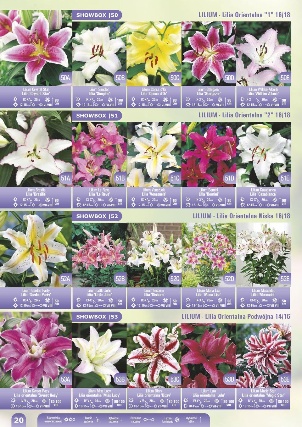 Lilium Le Reve 'Le Reve' 20 12-15 II-III Lilium enezuela 'enezuela' 20 12-15 II-III Lilium Bernini 'Bernini' 20 12-15 II-III Lilium Casablanca 'Casablanca' 20 12-15 II-III SHOWBOX 52 LILIUM -
