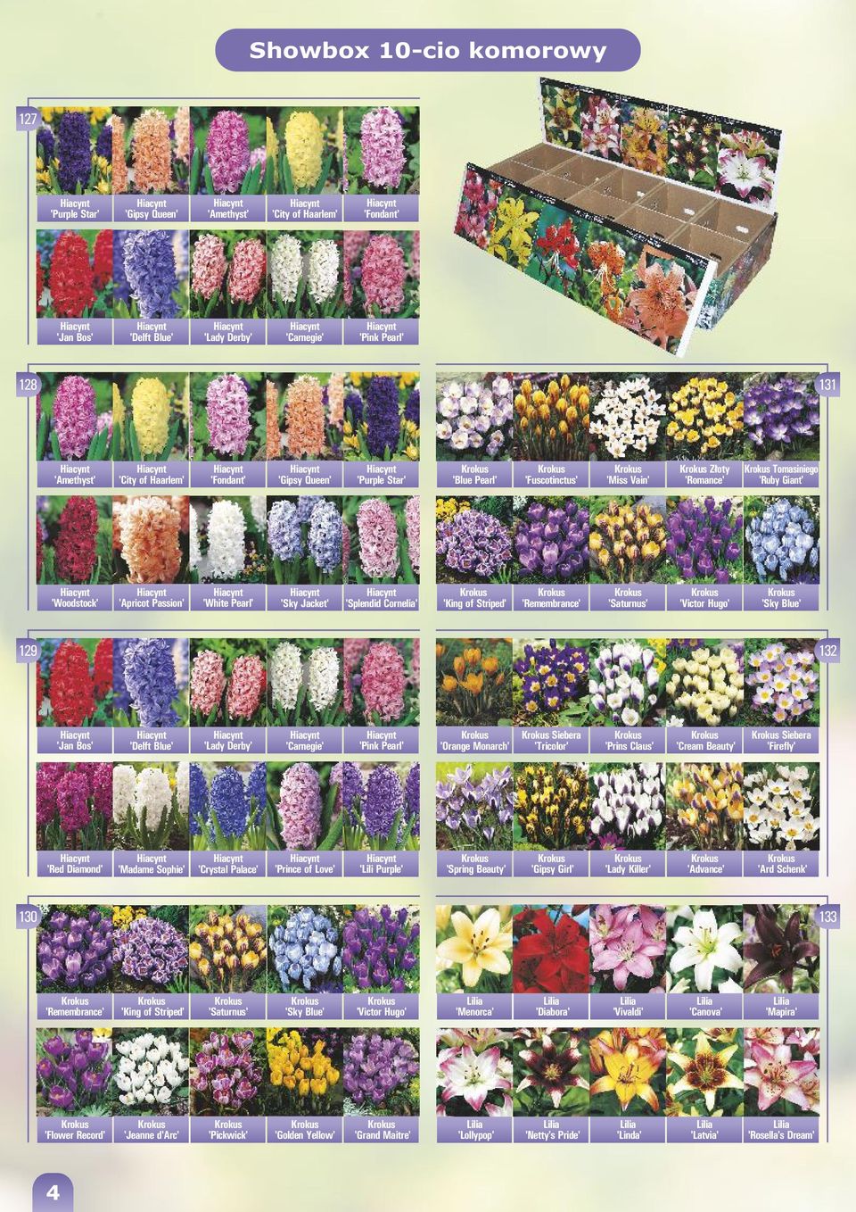 'King of Striped' 'Remembrance' 'Saturnus' 'ictor Hugo' 'Sky Blue' 129 132 'Jan Bos' 'Delft Blue' 'Lady Derby' 'Carnegie' 'Pink Pearl' 'Orange Monarch' Siebera 'Tricolor' 'Prins Claus' 'Cream Beauty'