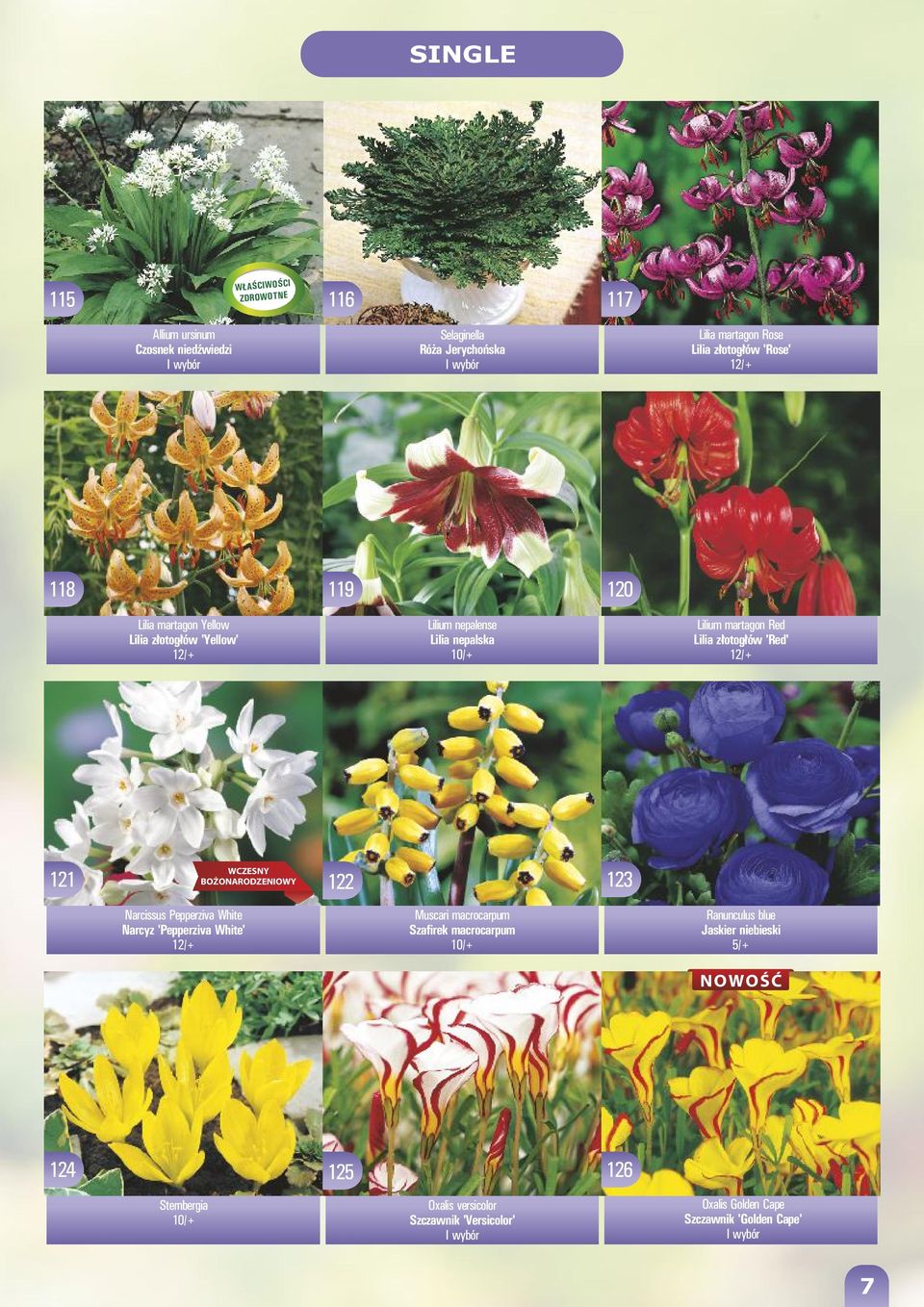 BOŻONARODZENIOWY 122 123 Narcissus Pepperziva White 'Pepperziva White' 12/+ Muscari macrocarpum Szafirek macrocarpum 10/+ Ranunculus blue Jaskier