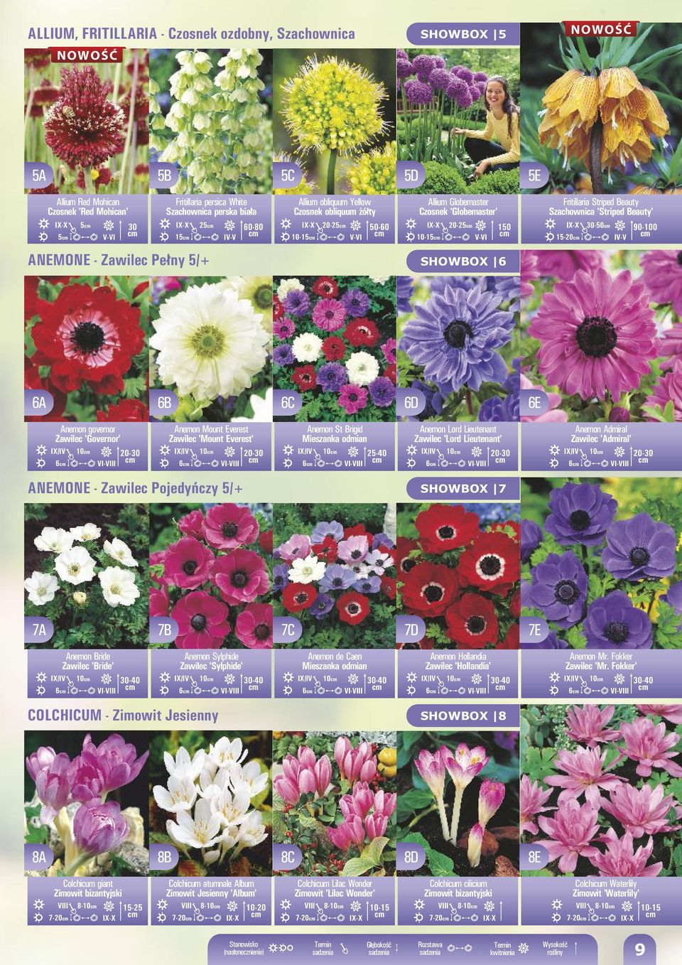 ANEMONE - Zawilec Pełny 5/+ SHOWBOX 6 6A 6B 6C 6D 6E Anemon governor Zawilec 'Governor' IX/I 10 20-30 6 I-III Anemon Mount Everest Zawilec 'Mount Everest' IX/I 10 20-30 6 I-III Anemon St Brigid