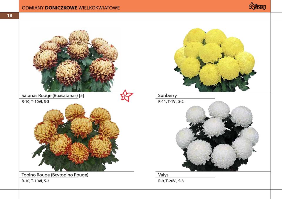 Sunberry R-11, T-1VI, S-2 Topino Rouge