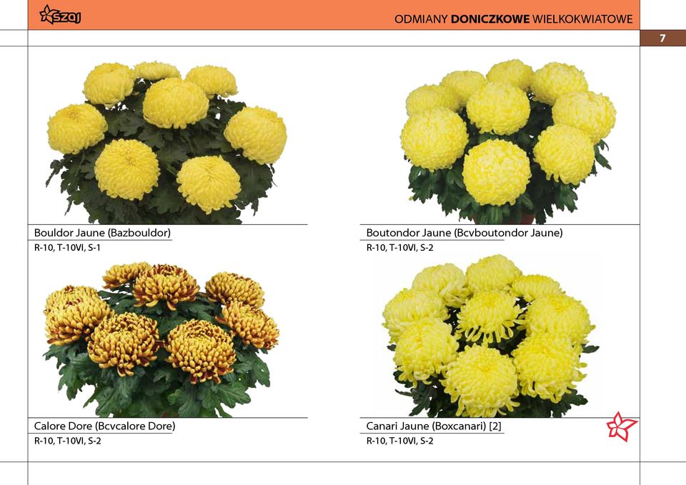 (Bcvboutondor Jaune) R-10, T-10VI, S-2 Calore Dore