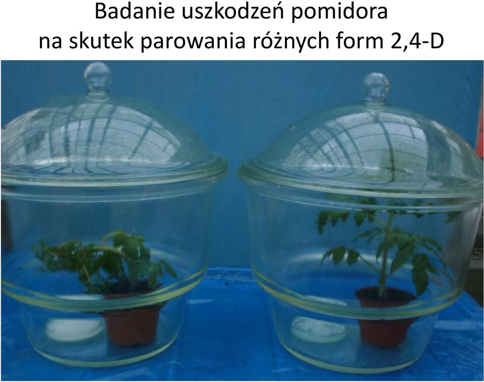 pomidora na