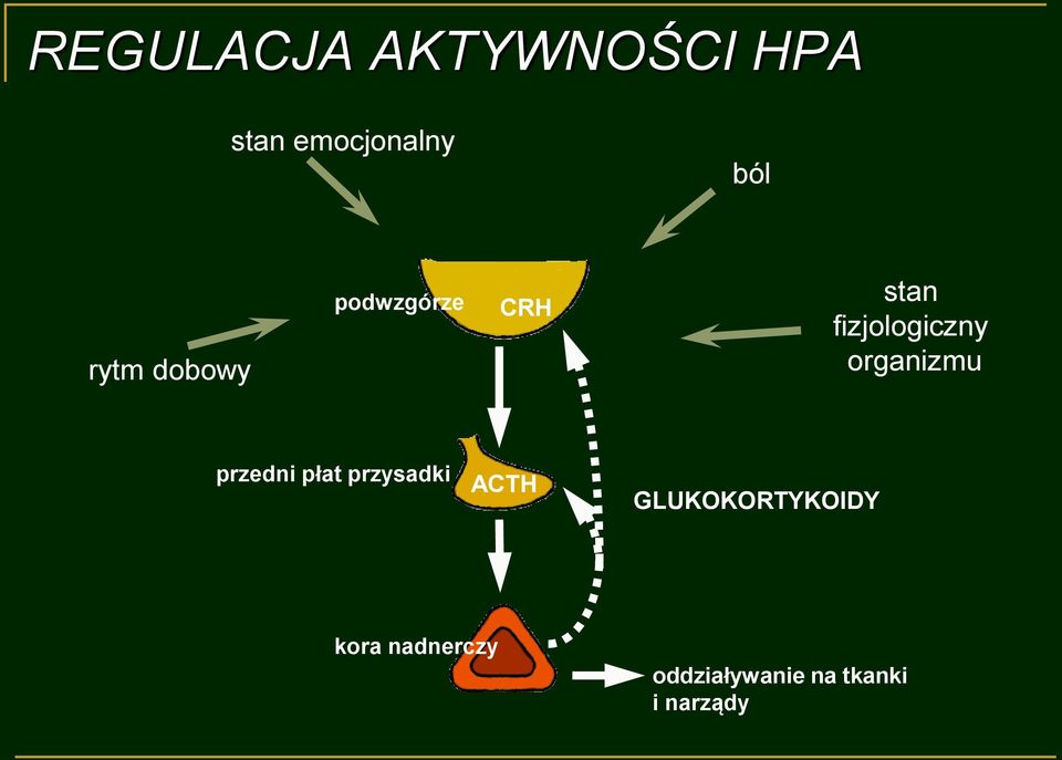 organizmu przedni płat przysadki ACTH