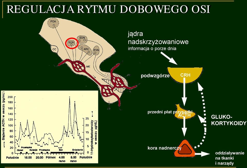 podwzgórze CRH przedni płat przysadki ACTH