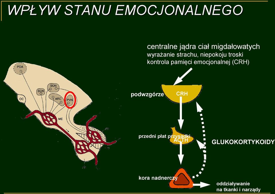 pamięci emocjonalnej (CRH) podwzgórze CRH przedni płat