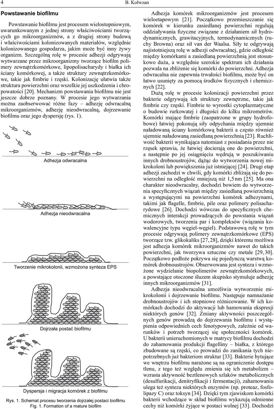 Szczególną rolę w procesie adhezji odgrywają wytwarzane przez mikroorganizmy tworzące biofilm polimery zewnątrzkomórkowe, lipopolisacharydy i białka ich ściany komórkowej, a także struktury