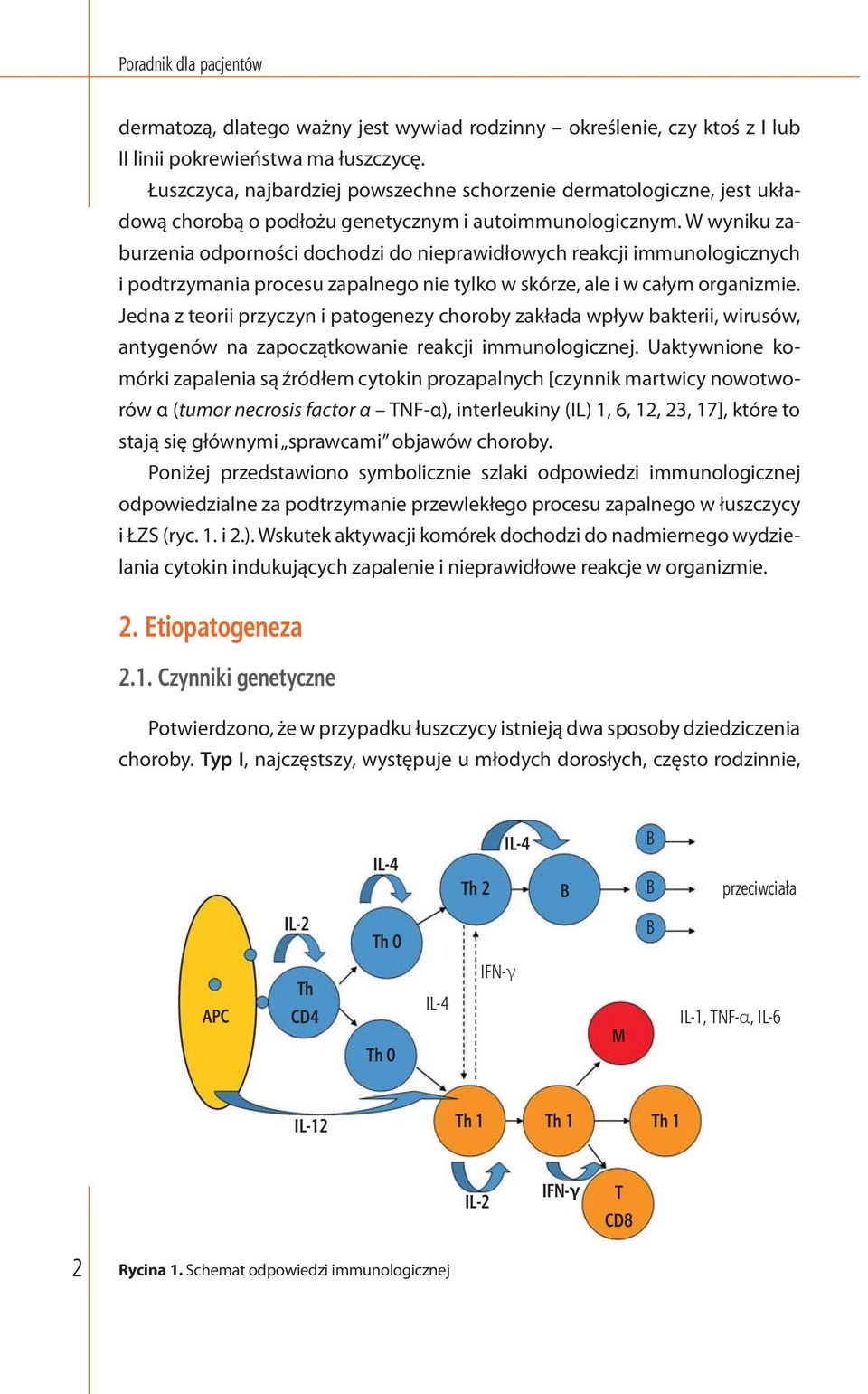 W wyniku zaburzenia odporności dochodzi do nieprawidłowych reakcji immunologicznych i podtrzymania procesu zapalnego nie tylko w skórze, ale i w całym organizmie.