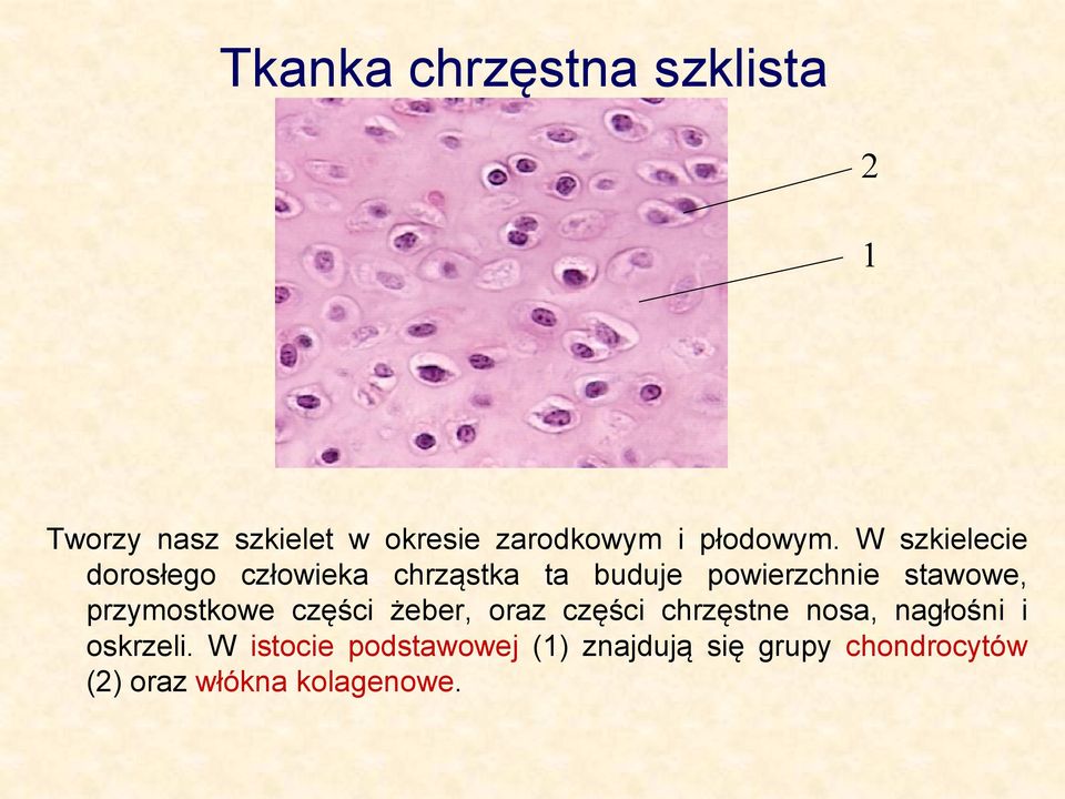 W szkielecie dorosłego człowieka chrząstka ta buduje powierzchnie stawowe,