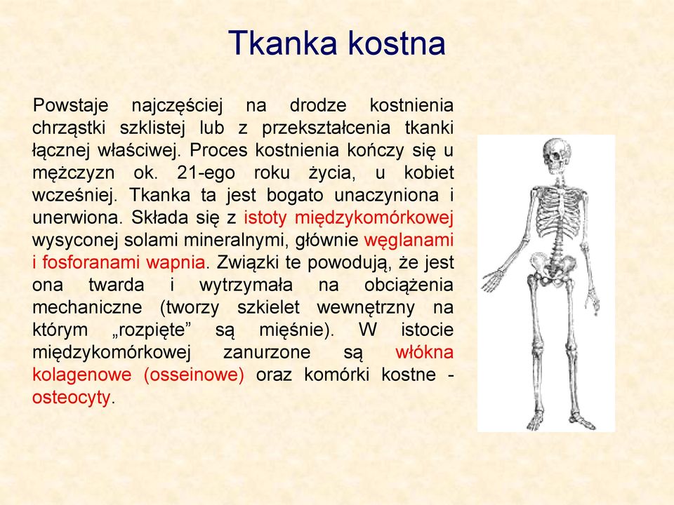 Składa się z istoty międzykomórkowej wysyconej solami mineralnymi, głównie węglanami i fosforanami wapnia.