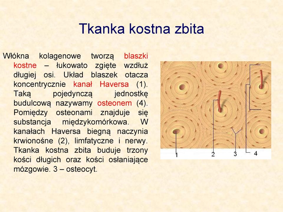 Taką pojedynczą jednostkę budulcową nazywamy osteonem (4).