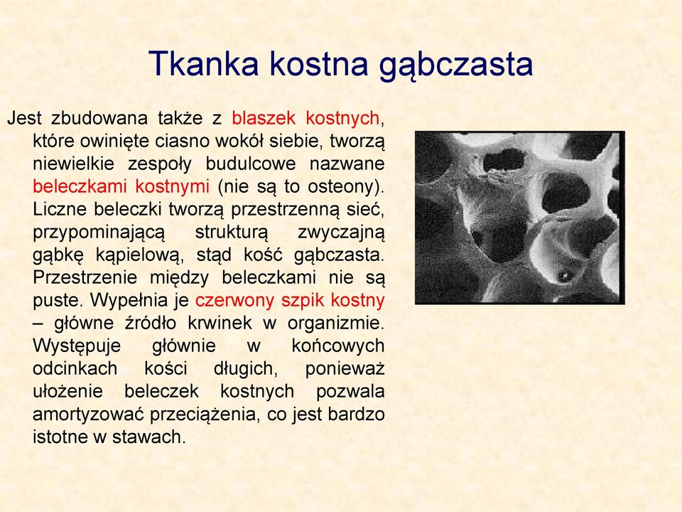 Liczne beleczki tworzą przestrzenną sieć, przypominającą strukturą zwyczajną gąbkę kąpielową, stąd kość gąbczasta.