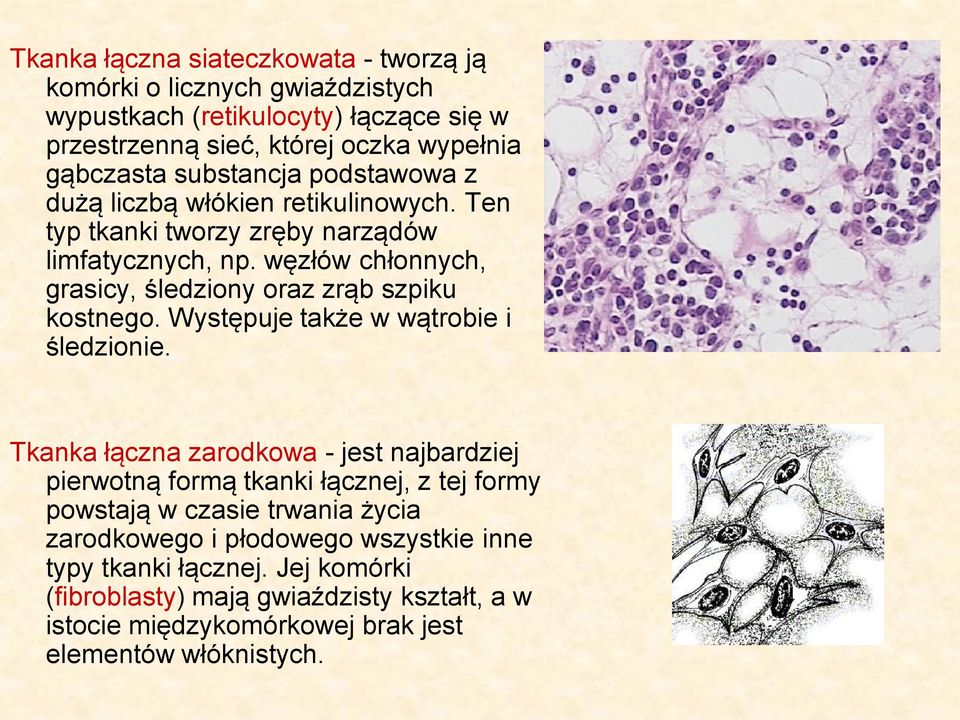 węzłów chłonnych, grasicy, śledziony oraz zrąb szpiku kostnego. Występuje także w wątrobie i śledzionie.