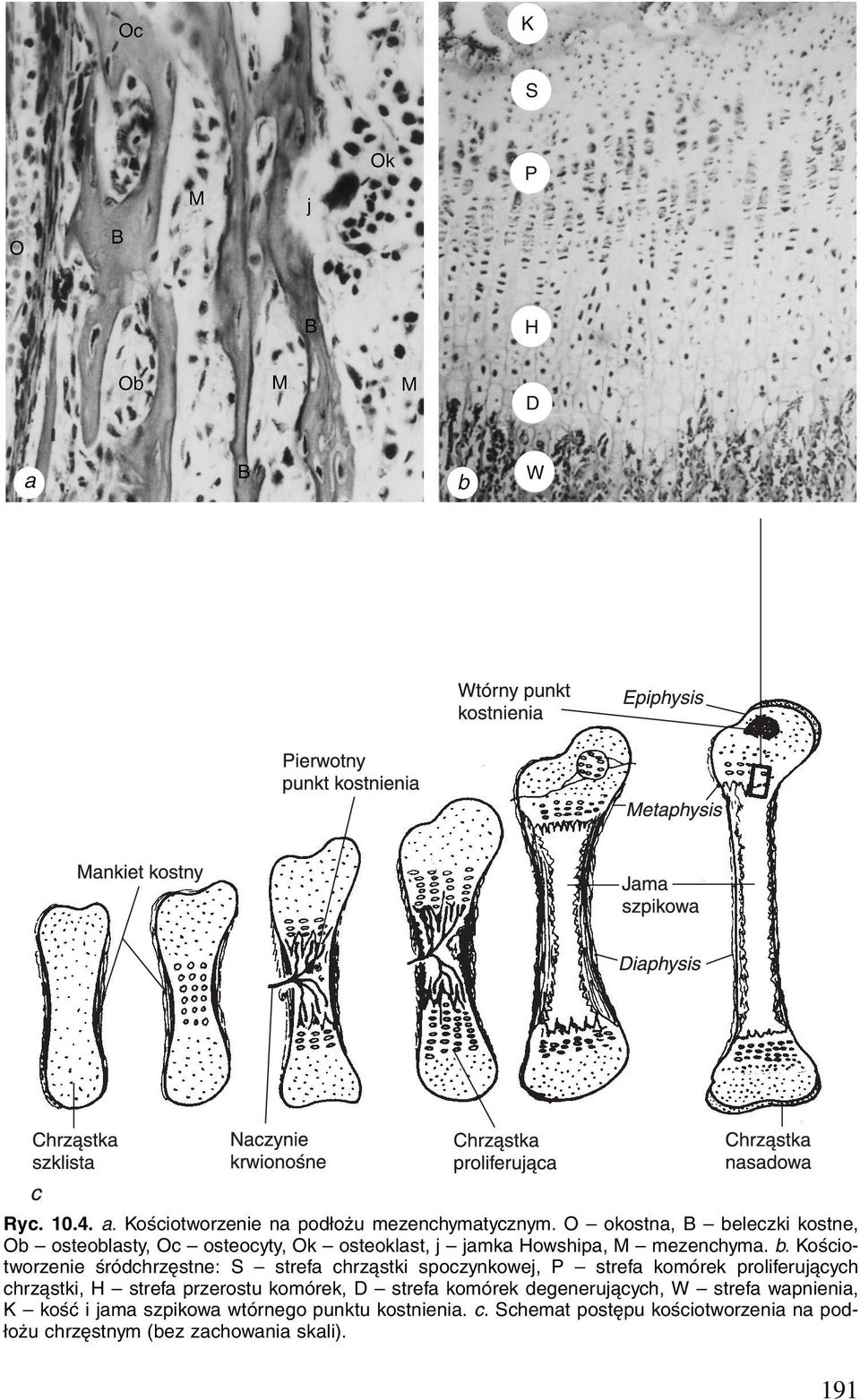 leczki kostne, Ob osteoblasty, Oc osteocyty, Ok osteoklast, j jamka Howshipa, M mezenchyma. b.