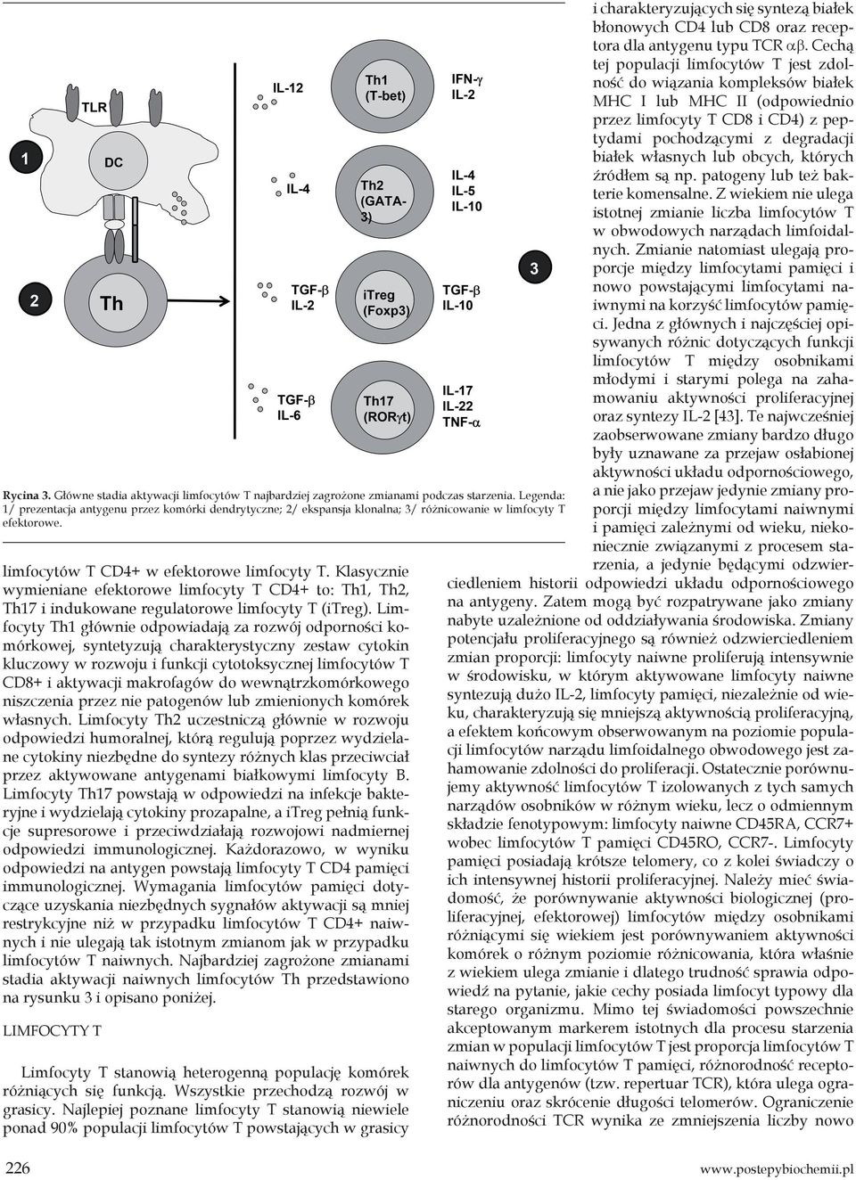 Klasycznie wymieniane efektorowe limfocyty T CD4+ to: Th1, Th2, Th17 i indukowane regulatorowe limfocyty T (itreg).