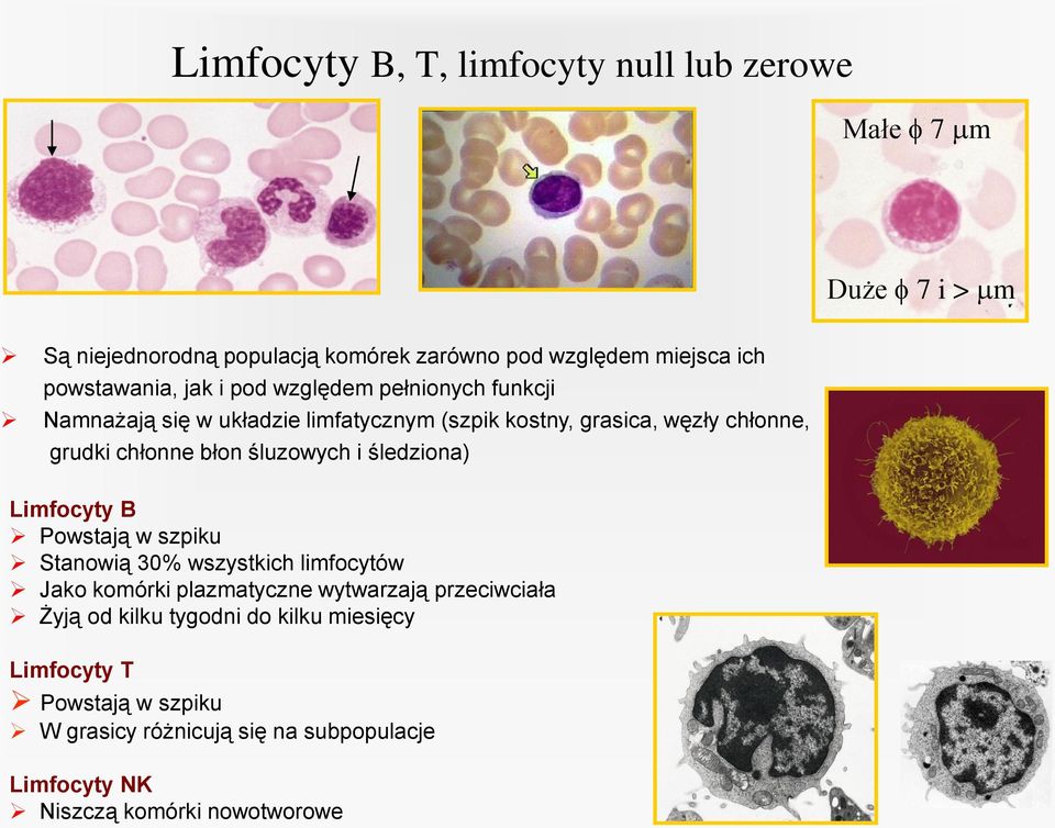 chłonne błon śluzowych i śledziona) Limfocyty B Powstają w szpiku Stanowią 30% wszystkich limfocytów Jako komórki plazmatyczne wytwarzają