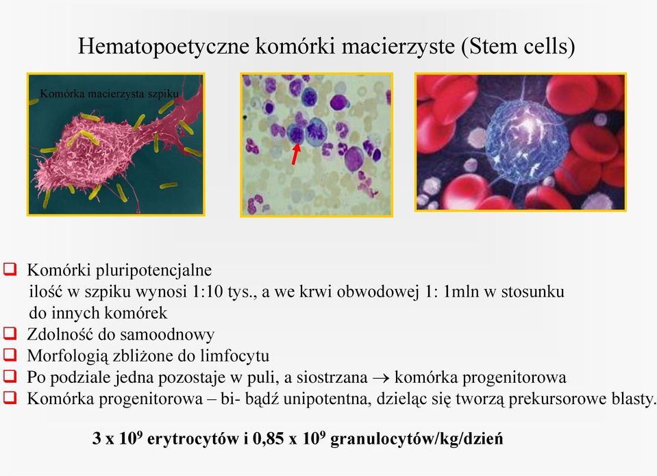 , a we krwi obwodowej 1: 1mln w stosunku do innych komórek Zdolność do samoodnowy Morfologią zbliżone do limfocytu