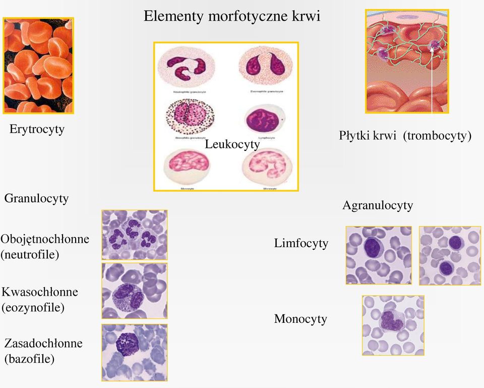 Obojętnochłonne (neutrofile) Limfocyty